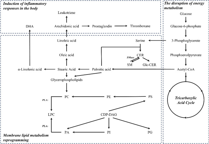 Metabolic characteristics in orthoflaviviral infections: unveiling pathogenic mechanisms and therapeutic targets.