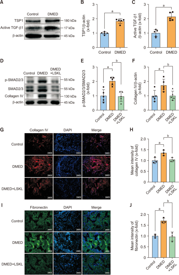 Blocking TSP1 Ameliorates Diabetes Mellitus-Induced Erectile Dysfunction by Inhibiting the TGF-β/SMAD Pathway.