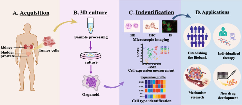Harnessing organoid technology in urological cancer: advances and applications in urinary system tumors.
