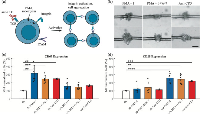 Soft matter mechanics of immune cell aggregates.