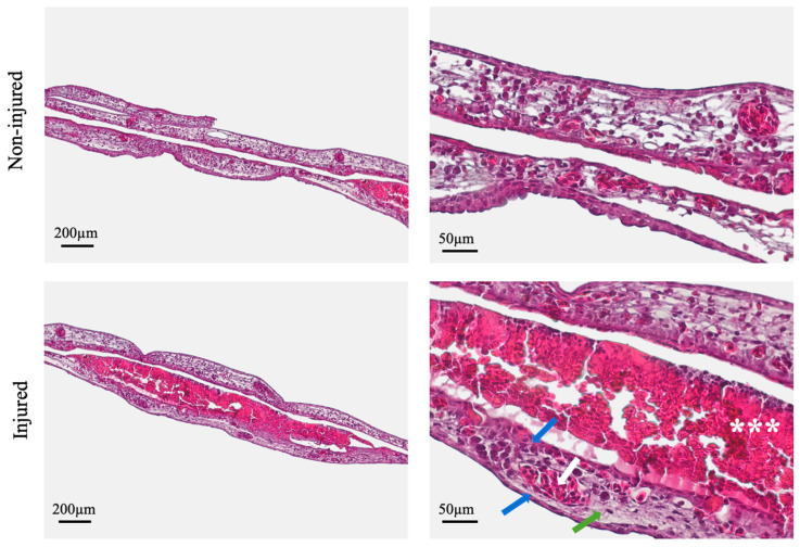 Exploring the Chorioallantoic Membrane (CAM) as a Platform for Burn Wound Modelling and Analysis.