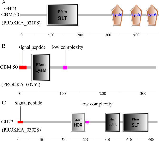 Genomic analysis of Pseudomonas sp. GWSMS-1 isolated from Antarctica reveals its potential in Chitin hydrolysis.