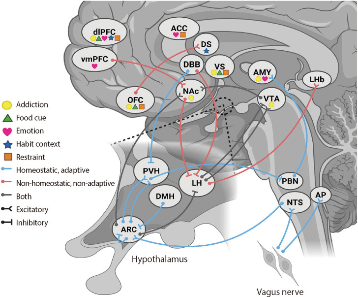 Hijacked Brain in Modern Obesity: Cue, Habit, Addiction, Emotion, and Restraint as Targets for Personalized Digital Therapy and Electroceuticals.