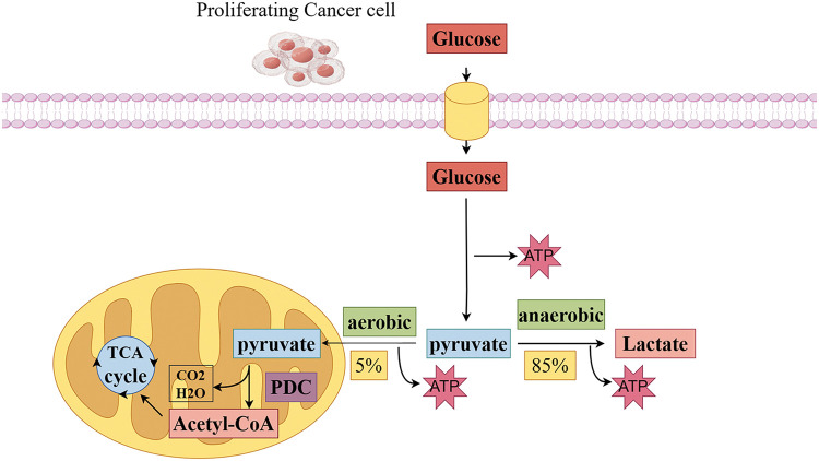 Mitochondrial pyruvate dehydrogenase phosphatase metabolism disorder in malignant tumors.