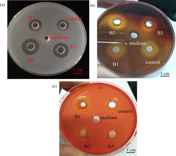 Enhanced antioxidant activity of brown seaweed Laminaria japonica by fermentation using isolated Bacillus subtilis.