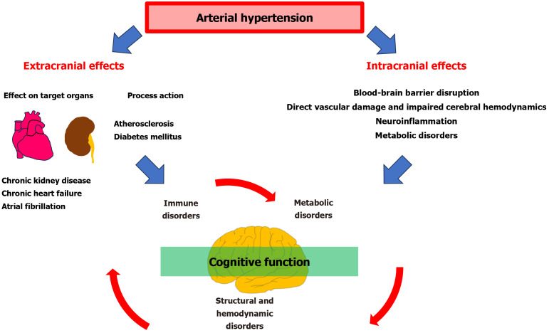 Mechanisms of cognitive impairment in arterial hypertension.