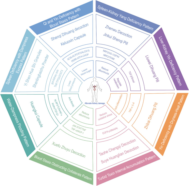 Traditional Chinese medicine in diabetic kidney disease: multifaceted therapeutic mechanisms and research progress.