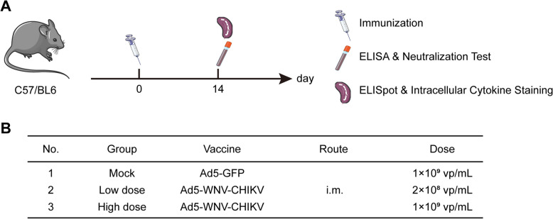 Humoral and cellular immune response to a single dose of a novel bivalent recombinant adenovirus-vector vaccine against West Nile virus and chikungunya virus in mice.