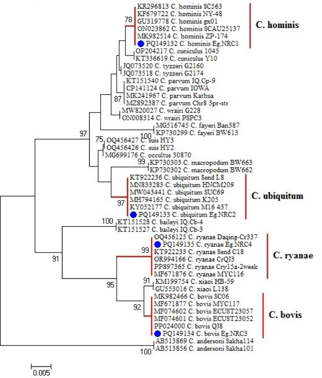 Coprological and molecular prevalence of Cryptosporidium and Giardia in cattle and irrigation water from Beni-Suef Governorate, Egypt.