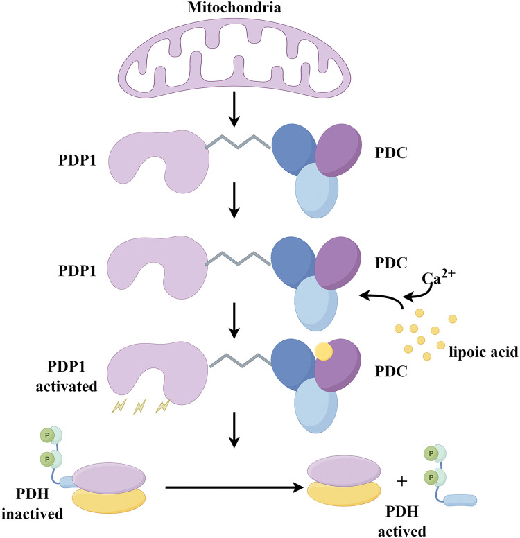 Mitochondrial pyruvate dehydrogenase phosphatase metabolism disorder in malignant tumors.