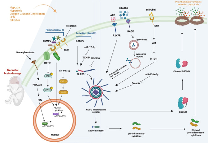 NLRP3 inflammasome: a key player in neonatal brain injury.