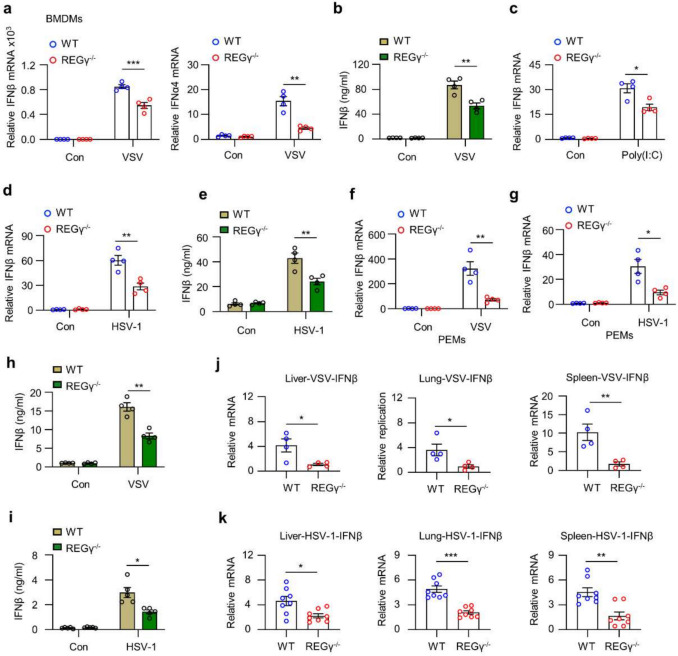 REGγ regulates antiviral response by activating TBK1-IFNβ signaling through degradation of PPP2CB.