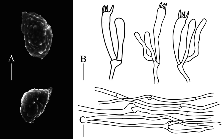 ﻿Two new species of <i>Phaeoclavulina</i> (Gomphaceae, Gomphales) from North China based on morphological and phylogenetic analysis.