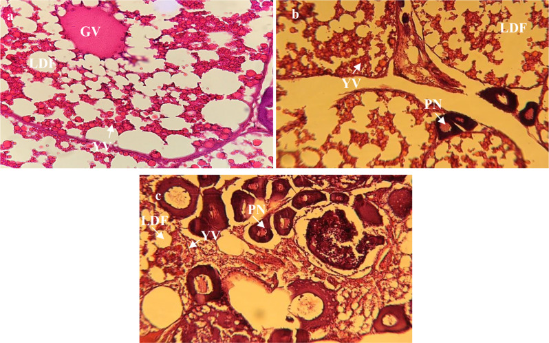 Methimazole-induced reproductive endocrine system disruption and hepatotoxicity: insights from a Trichogaster trichopterus animal model.