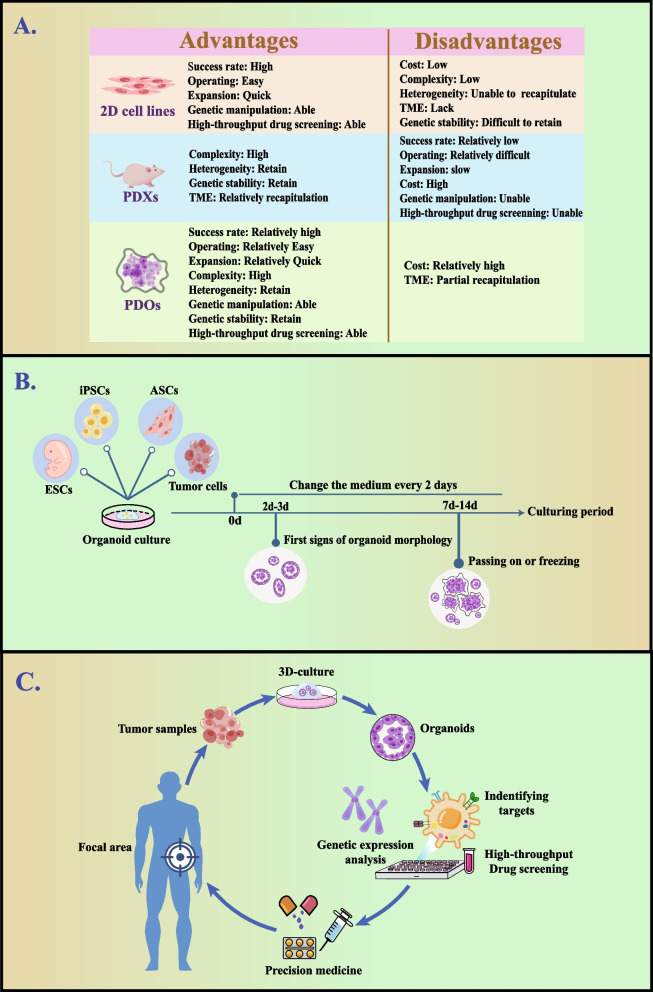 Harnessing organoid technology in urological cancer: advances and applications in urinary system tumors.