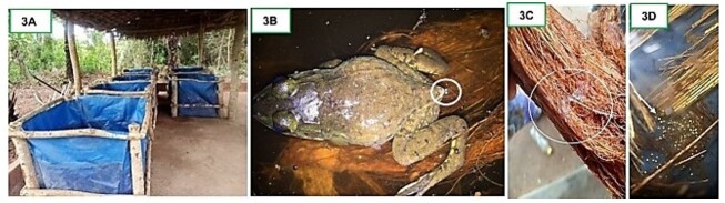 Reproduction in the frog <i>Aubria subsigillata</i> (Dumeril 1856): hormonal injection and captive breeding technique.