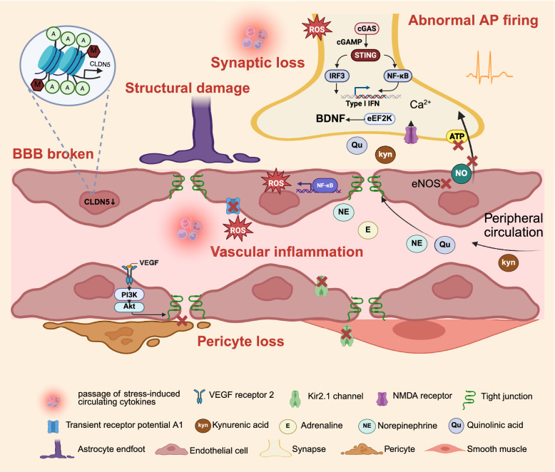 Cerebrovascular-mediated dynamic alterations in neurovascular coupling: a key pathological mechanism of depression.