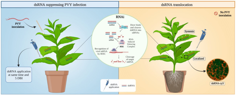 The genomic region matters when synthesizing dsRNA for plant virus suppression via RNAi.