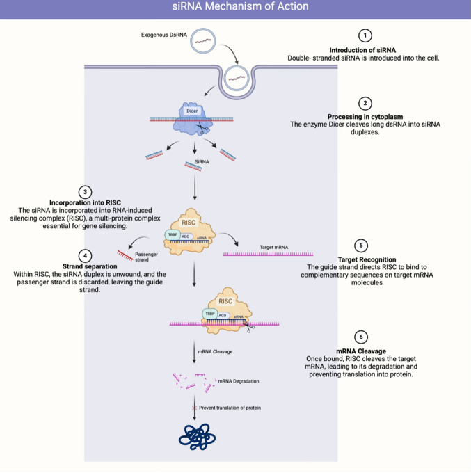 Emerging, novel gene-modulating therapies for transthyretin amyloid cardiomyopathy.