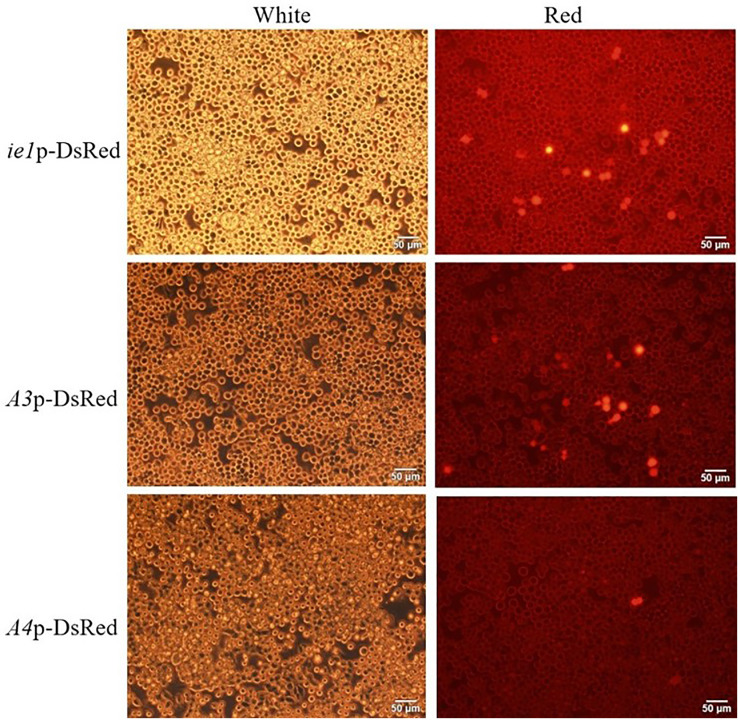 Construction of synthetic constitutive promoters and evaluation of their expression strengths in Sf9, HEK293T, and BmN cells.
