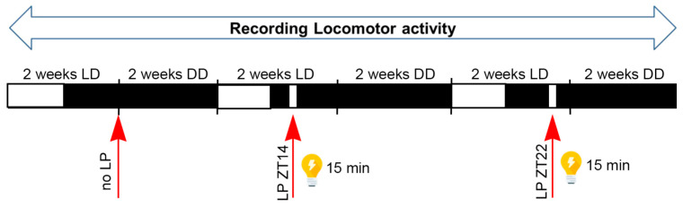 Deletion of Clock Gene <i>Period 2</i> (<i>Per2</i>) in Astrocytes Shortens Clock Period but Does Not Affect Light-Mediated Phase Shifts in Mice.