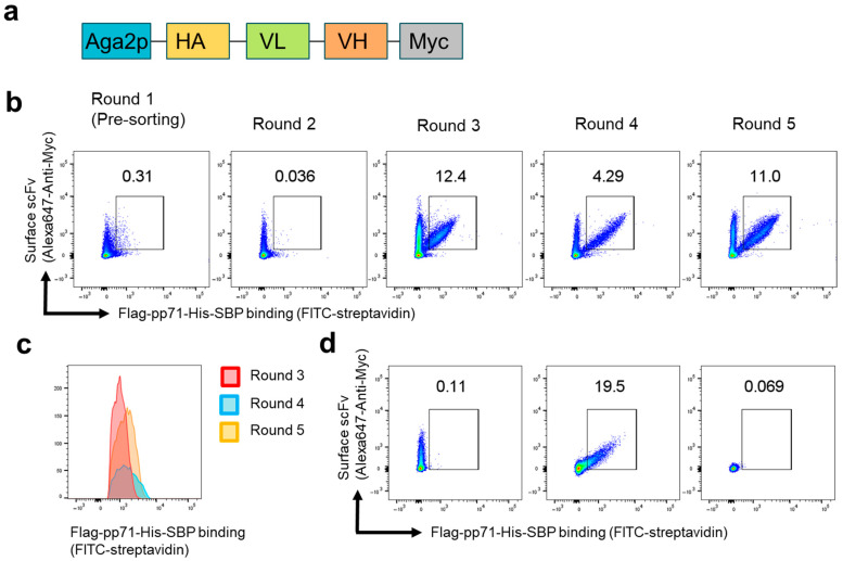 Isolation of a Monoclonal Human scFv Against Cytomegalovirus pp71 Antigen Using Yeast Display.
