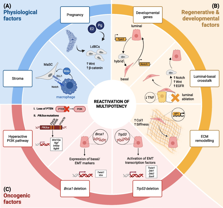 Reactivation of Multipotency in the Mammary Gland - a Ripple in the Pond and a Turn of the Tide.