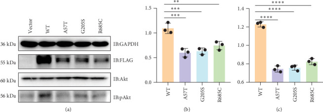 Topology of <i>WFS1</i> Variants Linked With Islet Function and Higher Risk of Urological Symptoms in <i>WFS1</i>-Associated Disease.