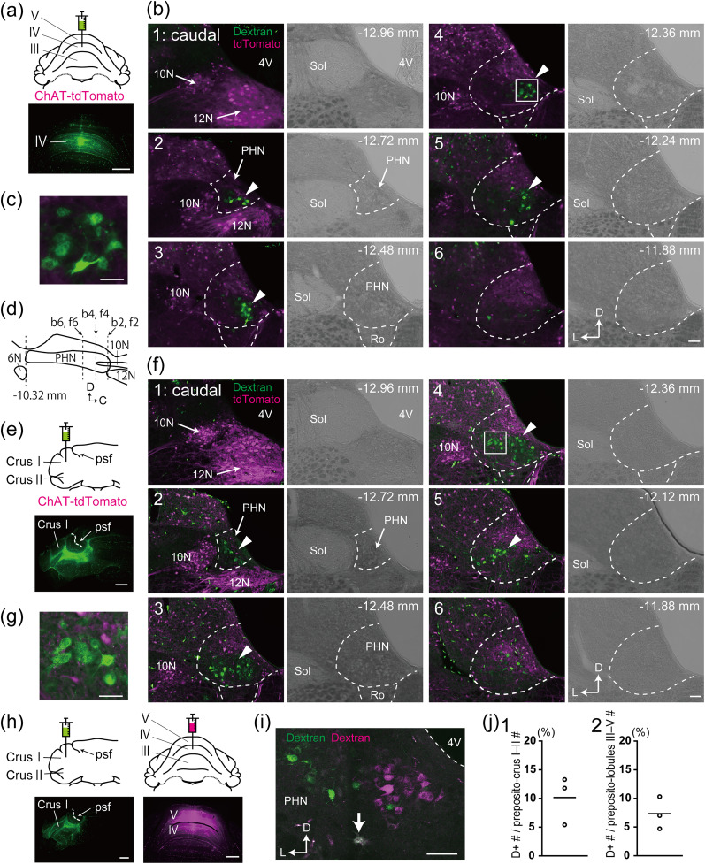 A Novel Subpopulation of Prepositus Hypoglossi Nucleus Neurons Projecting to the Cerebellar Anterior Vermis and Hemisphere in Rats.
