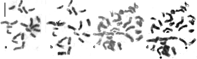 ﻿Triploid female <i>Helophorusbrevipalpis</i> Bedel, 1881 in Provence, France, with additional data on C-banding in both triploid and diploid material, and discussion of chromosomal variation in <i>H.brevipalpis</i>.