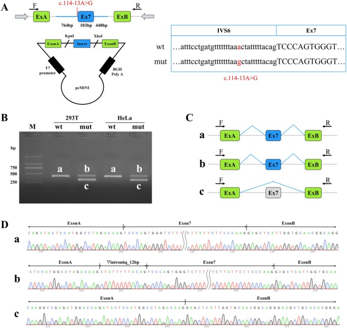 A Novel Intronic Mutation in MBD5 Results in Autosomal Dominant Intellectual Disability Type 1 due to Abnormal Splicing.