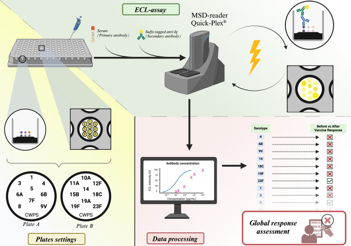 Evaluation of a Multiplex Electrochemiluminescence Assay for Detection of Anti-Pneumococcal Antibodies in the Diagnosis of Selective Polysaccharide Antibody Deficiency.