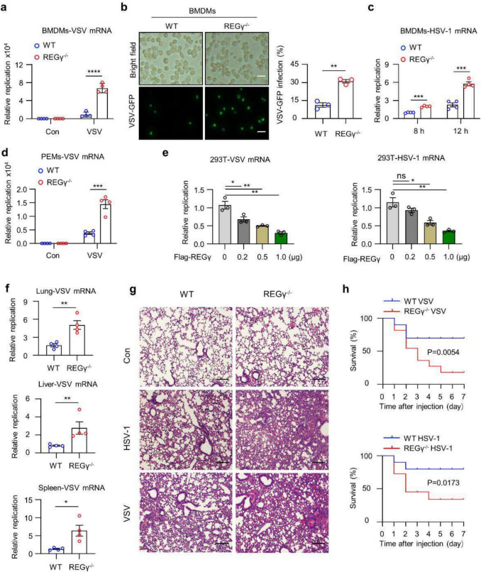 REGγ regulates antiviral response by activating TBK1-IFNβ signaling through degradation of PPP2CB.