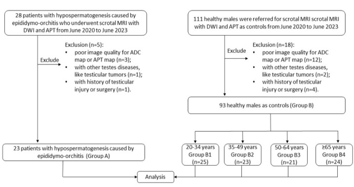Amide proton transfer-weighted magnetic resonance imaging for the evaluation of testicular spermatogenic function: a preliminary study.