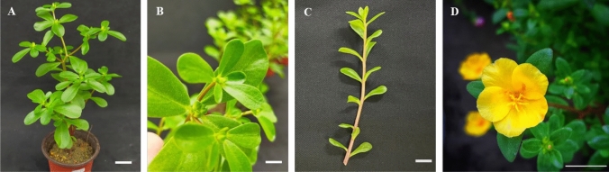 Resilience of Portulaca plants to environmental stresses and the economic potential of their bioactive compounds.