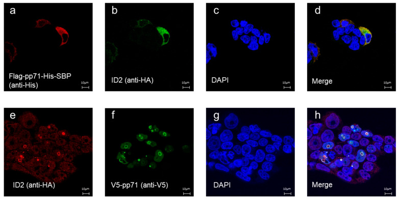 Isolation of a Monoclonal Human scFv Against Cytomegalovirus pp71 Antigen Using Yeast Display.