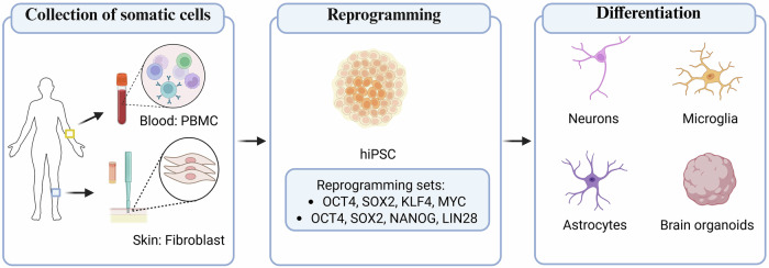 Host-microbiome relationship in depression: can human induced pluripotent stem cells play a role in unravelling mechanisms?