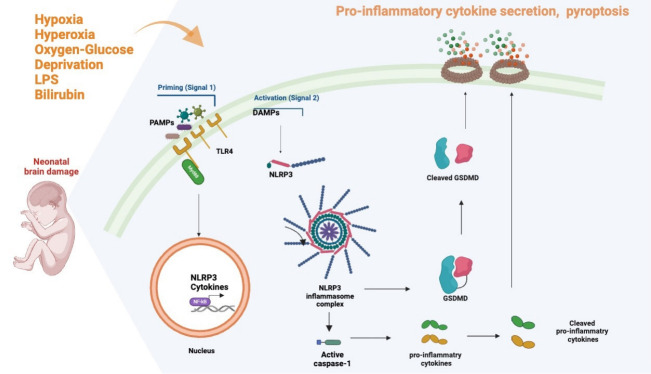 NLRP3 inflammasome: a key player in neonatal brain injury.