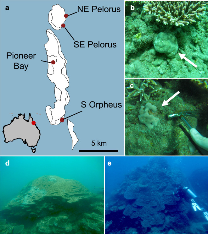Genetic clustering within massive Porites species complex is the primary driver of holobiont assembly.