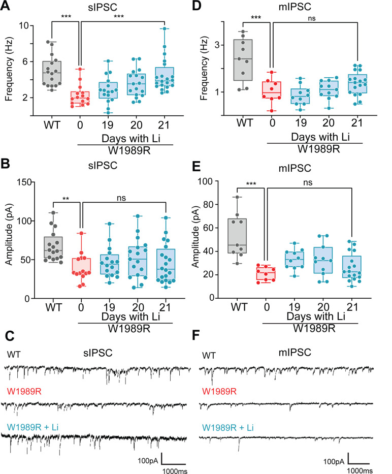 Lithium Restores Inhibitory Function and Neuronal Excitability through GSK-3β Inhibition in a Bipolar Disorder-Associated <i>Ank3</i> Variant Mouse Model.