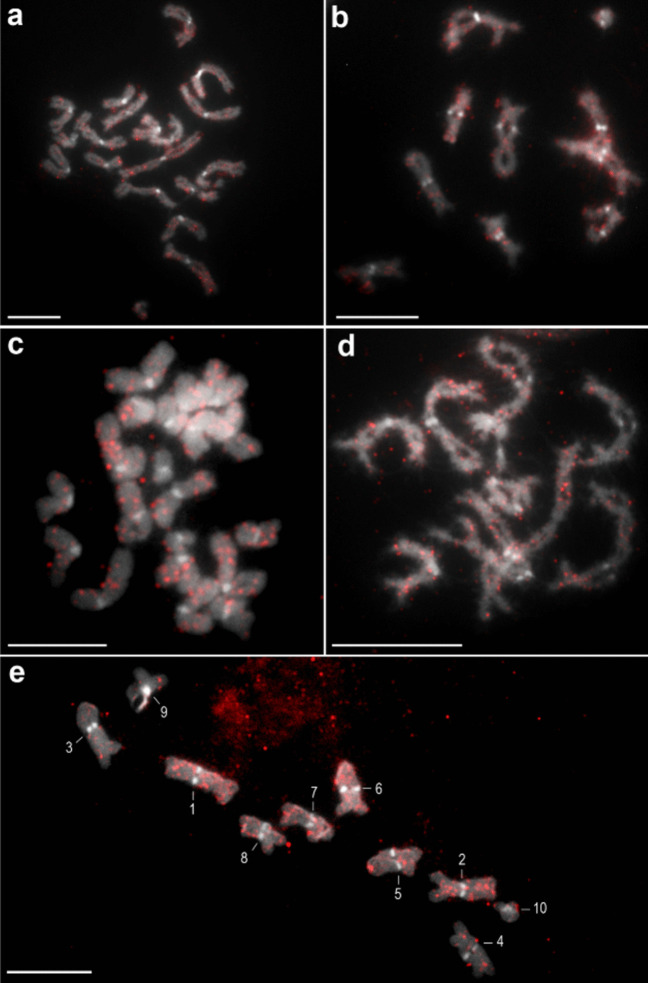 Discovery of new chromosomal markers through repeatome analysis of Caryophyllaeus laticeps (Caryophyllidea).