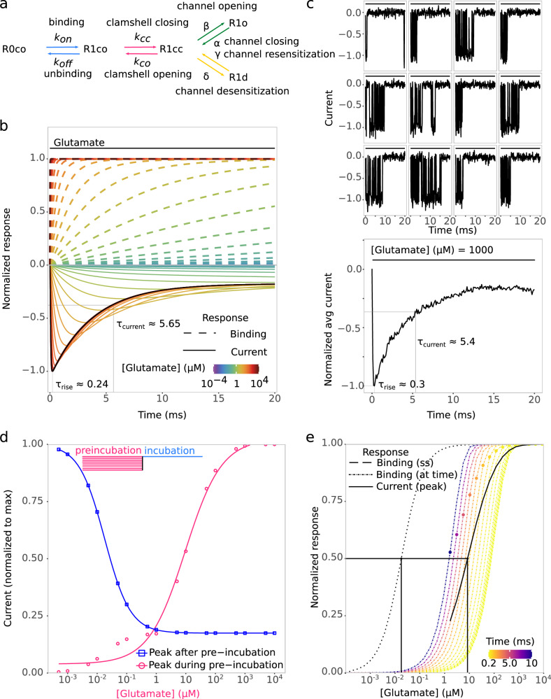 Modeling the use of transient ligand binding information by AMPA receptors.