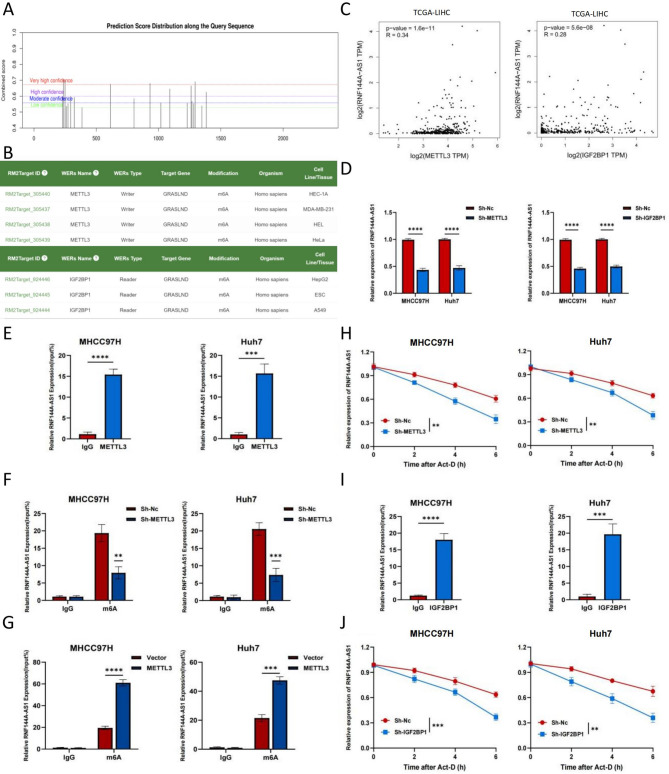 m<sup>6</sup>A methylation-mediated lncRNA RNF144A-AS1 promotes hepatocellular carcinoma progression through the miR-1301-3p/RNF38 pathway.