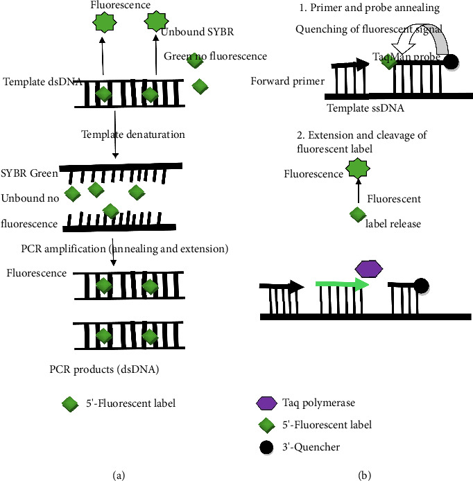 A Critical Review of the CRISPR-Cas Technology in the Detection of SARS-CoV-2 Variants.
