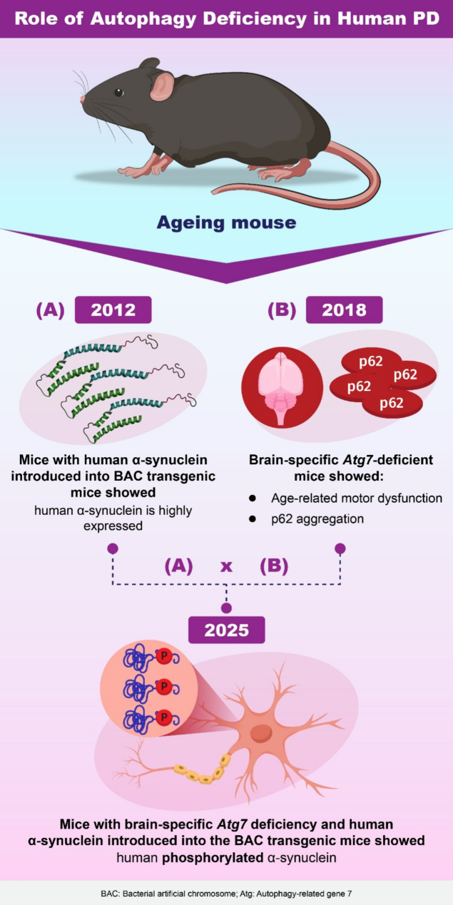 Unraveling the mystery: How autophagy deficiency in dopaminergic neurons drives human Parkinson's disease.
