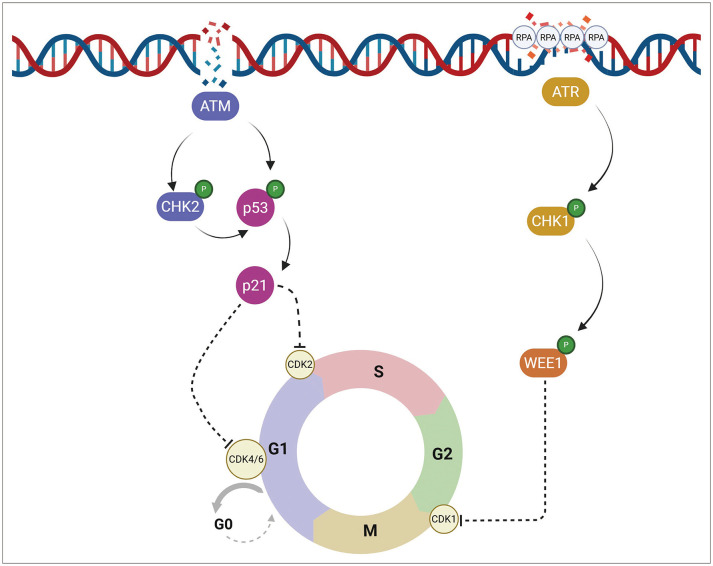 Therapeutic Targeting of DNA Damage Response Pathways in <i>TP53</i>- and <i>ATM</i>-Mutated Tumors.