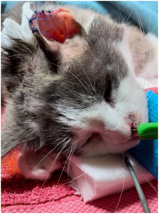 Electrochemotherapy is effective in the treatment of early-stage feline cutaneous squamous cell carcinoma.