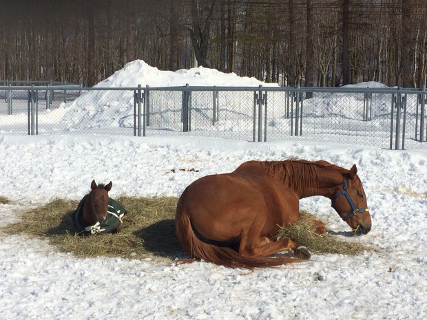 Effect of birth month on endocrine function in Thoroughbred foals born in Hokkaido, the northern part of Japan.
