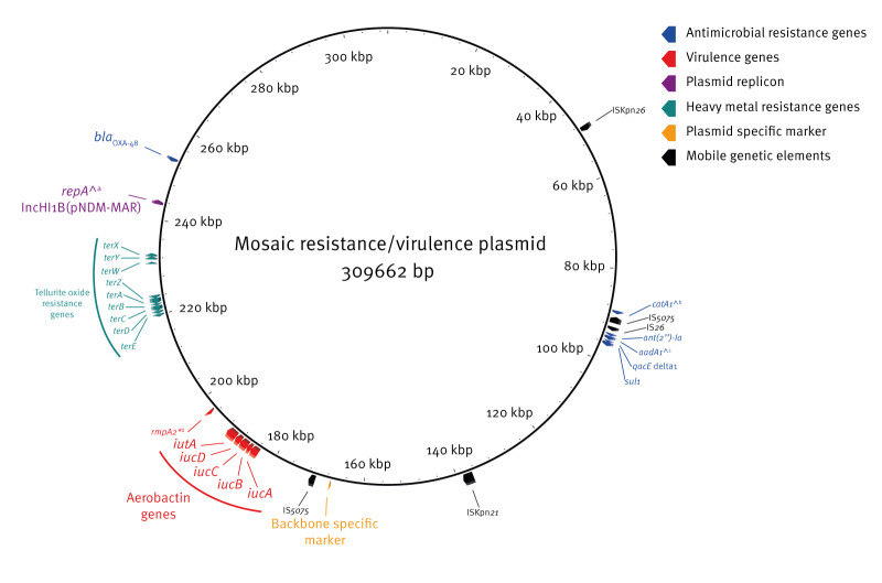 Cross-border spread of a mosaic resistance (OXA-48) and virulence (aerobactin) plasmid in <i>Klebsiella pneumoniae</i>: a European Antimicrobial Resistance Genes Surveillance Network investigation, Europe, February 2019 to October 2024.