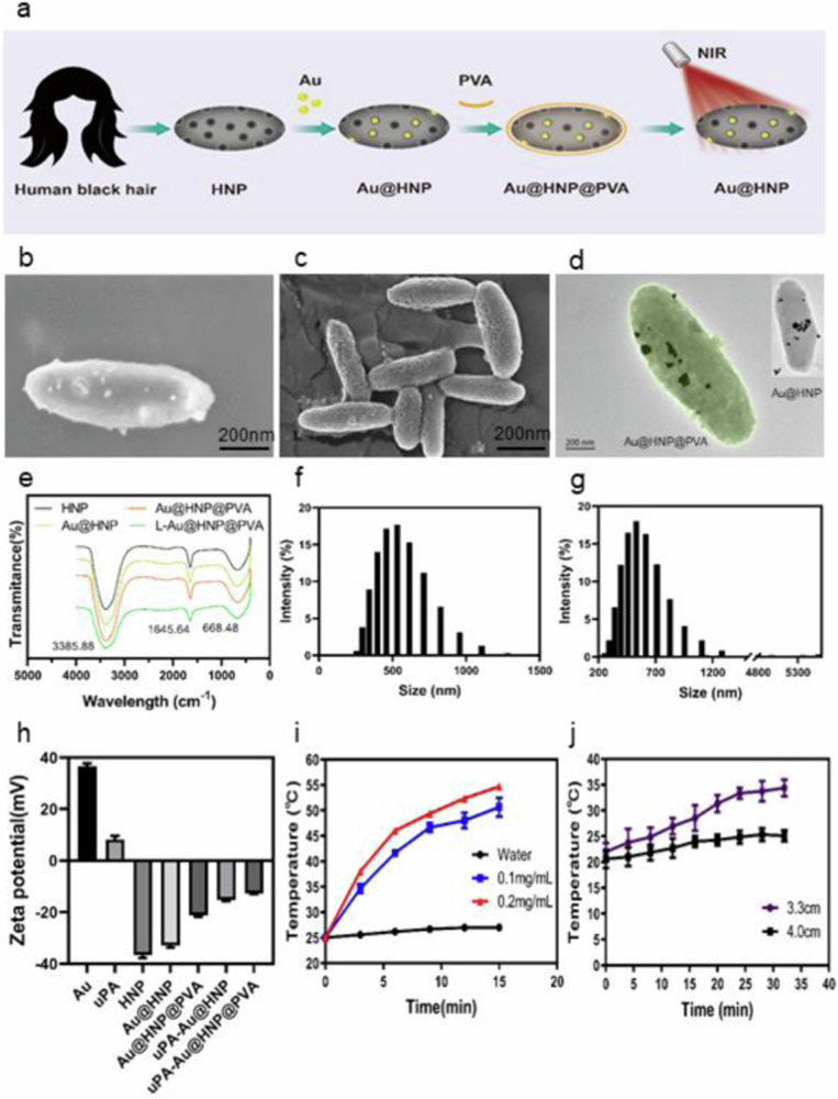 Thrombolytic therapy of human black hair and Au drug-loaded nanocapsules in vivo and in vitro based on near infrared II laser response